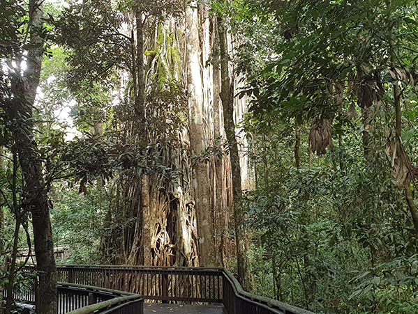 Curtain Fig on Atherton Tablelands